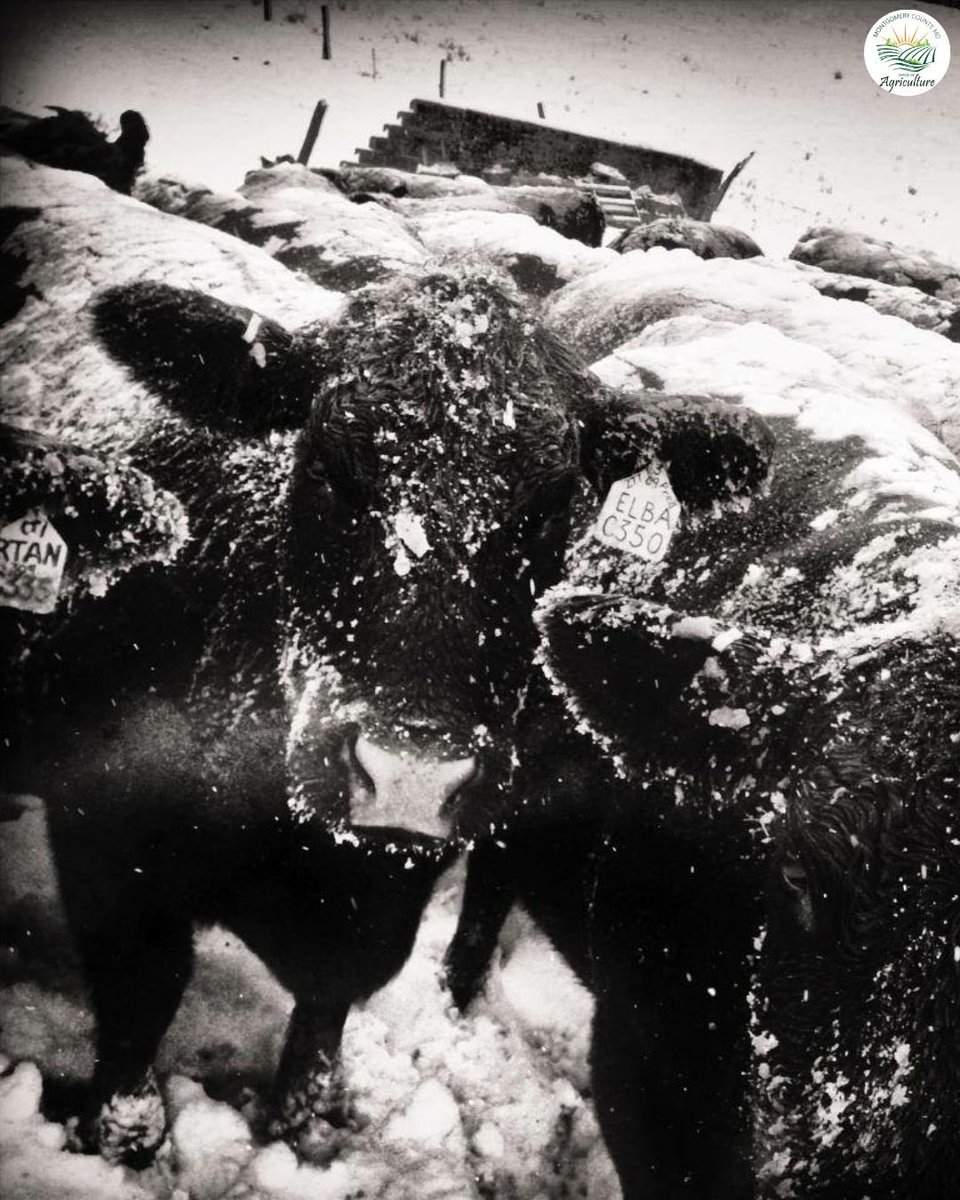 MoCoOAG's tweet image. Have you ever seen a snow cow? ❄️🐄Even on the coldest days, livestock bring a little extra charm to winter on Montgomery County farms.#MoCoAg #FarmLife #Livestock
