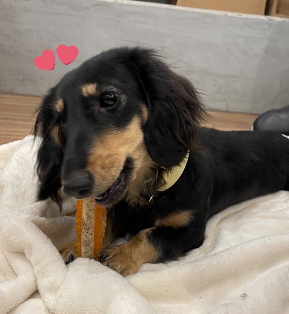_taigaogao1's tweet photo. 雑誌見てわんこたちに一目惚れして
#のだわた の撮影した #AHBASE いった🐶💖
皆かわいくて芸もできていい子たち🐶
久しぶりにわんこと触れ合いたかったから大我にゃんありがとう!!
すごく犬のドアップしかない🐶💦撮可精進します
#PetPopSquare https://t.co/mvft0asuIE