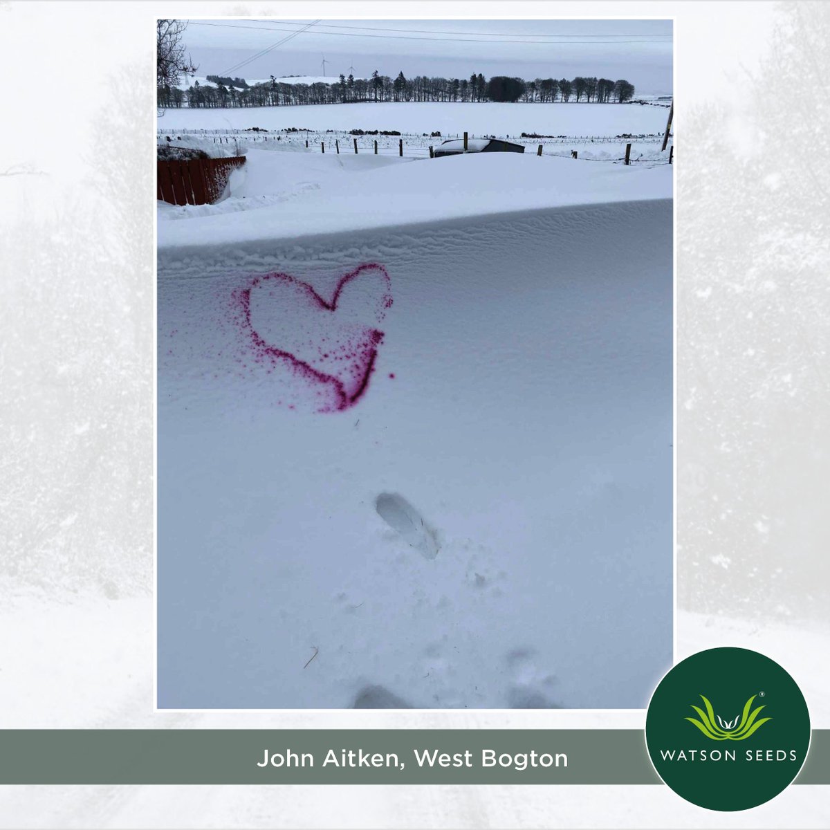 Watson Seeds tweet media