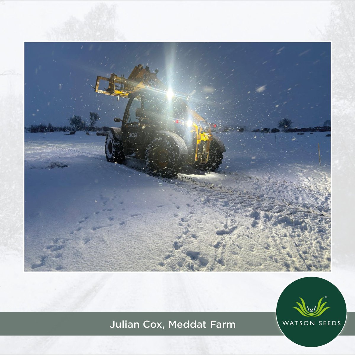 Watson Seeds tweet media