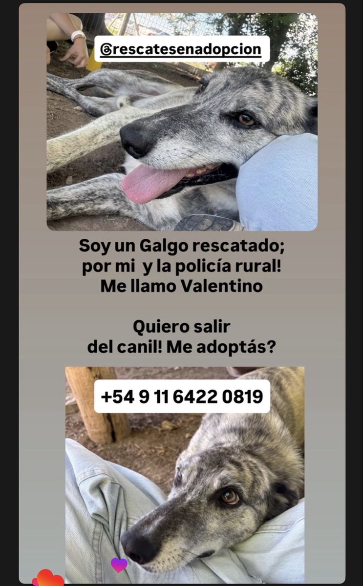 Me adoptas? Soy un galgo rescatado y quiero que salga del canil! 1164220819 se agradece RT