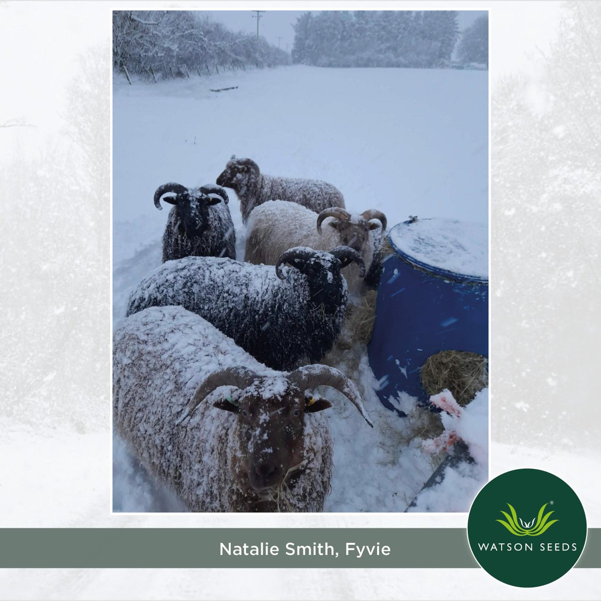 Watson Seeds tweet media