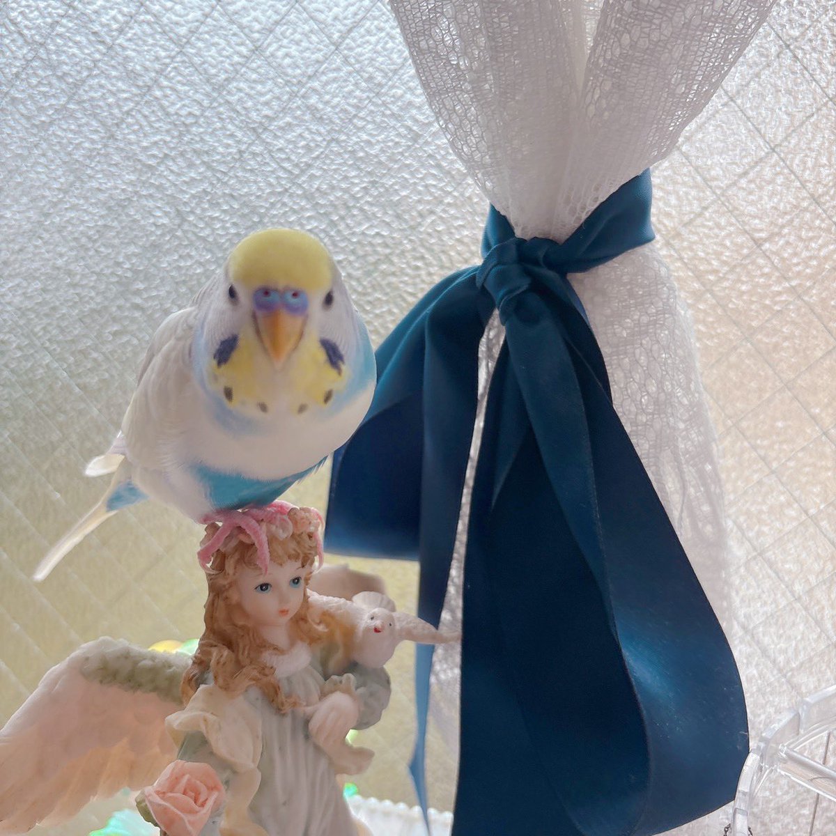田舎暮らしをしてたどこかのお兄さん@インコ捜索中 tweet media