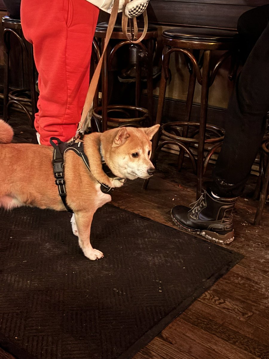 Masako Shiba🐕 tweet media