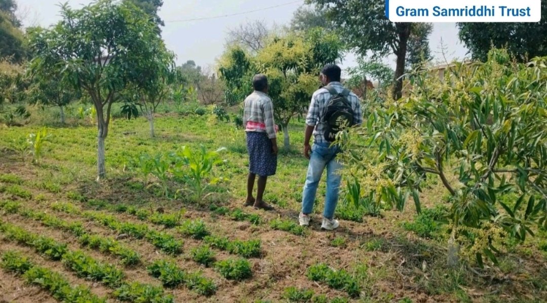 GramSamriddhi's tweet photo. 45000 fruit plants distributed 04 years back &amp; 38250 survived &amp; now yielding worth 3.35 Cr. 
That’s life-changing for 235 #farmers. Huge kudos to the team for the efforts on #livelihood, economic #sustainability, and #environment impact.
#Agroforestry #Carbon #CSR #Plantation https://t.co/mIhLMe9KuJ
