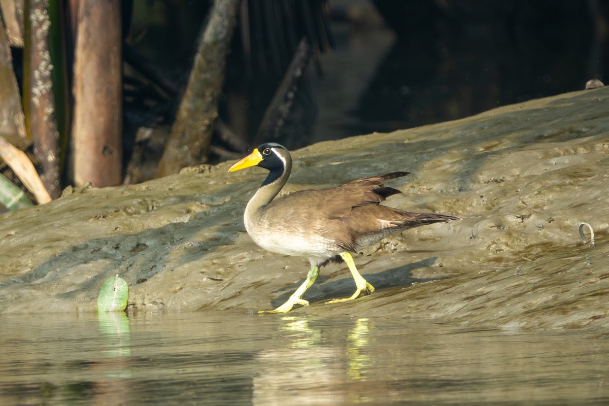 Matt Eade tweet media