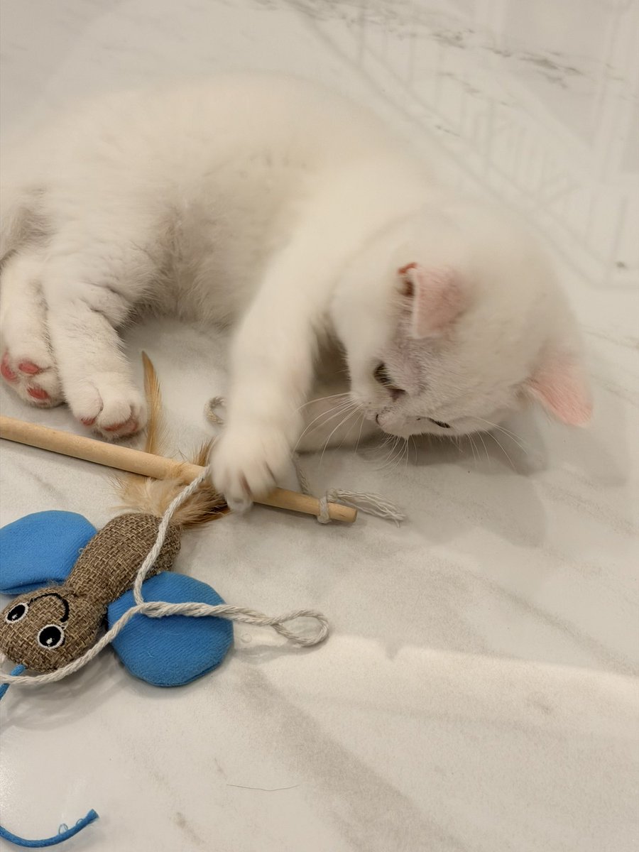 Bossckm_'s tweet image. สปอยมากก ให้ไอแพดเด็กเล็กเล่น 😂🤣