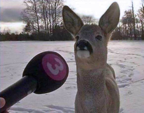 Animation Digital Network tweet media