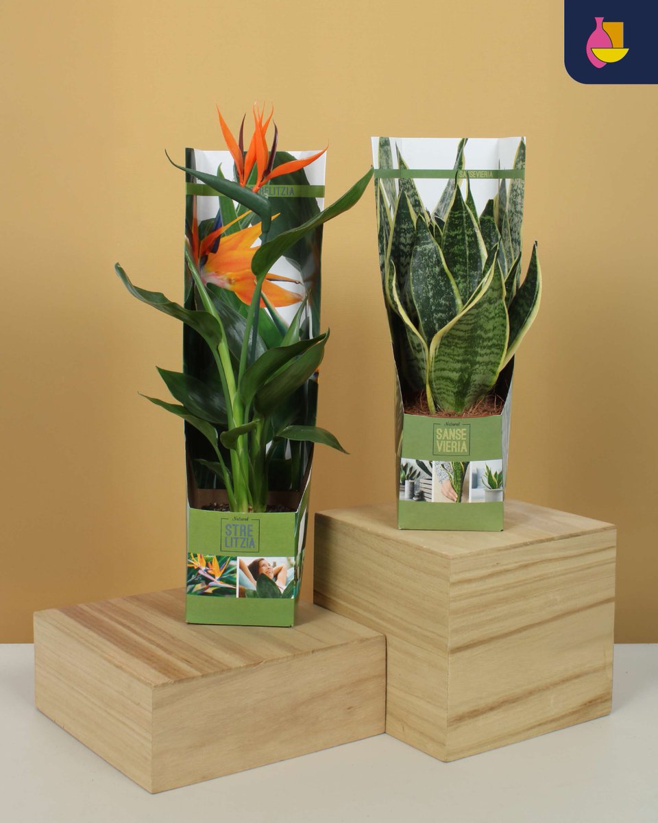 BunnikCreations's tweet image. Presentation boxes for Strelitzia &amp;amp; Sansevieria now available for Bunnik Creations customers. Printed with photos for a strong retail impact and clean, professional presentation. Ideal for B2B display. While stock lasts.
#ShowBoxes #BunnikCreations #PlantPackaging #B2B
