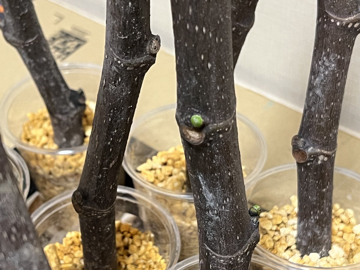 木の芽 いい感じにいくつかの穂木の芽が生長してる。やっぱ室内の方が常にほぼ