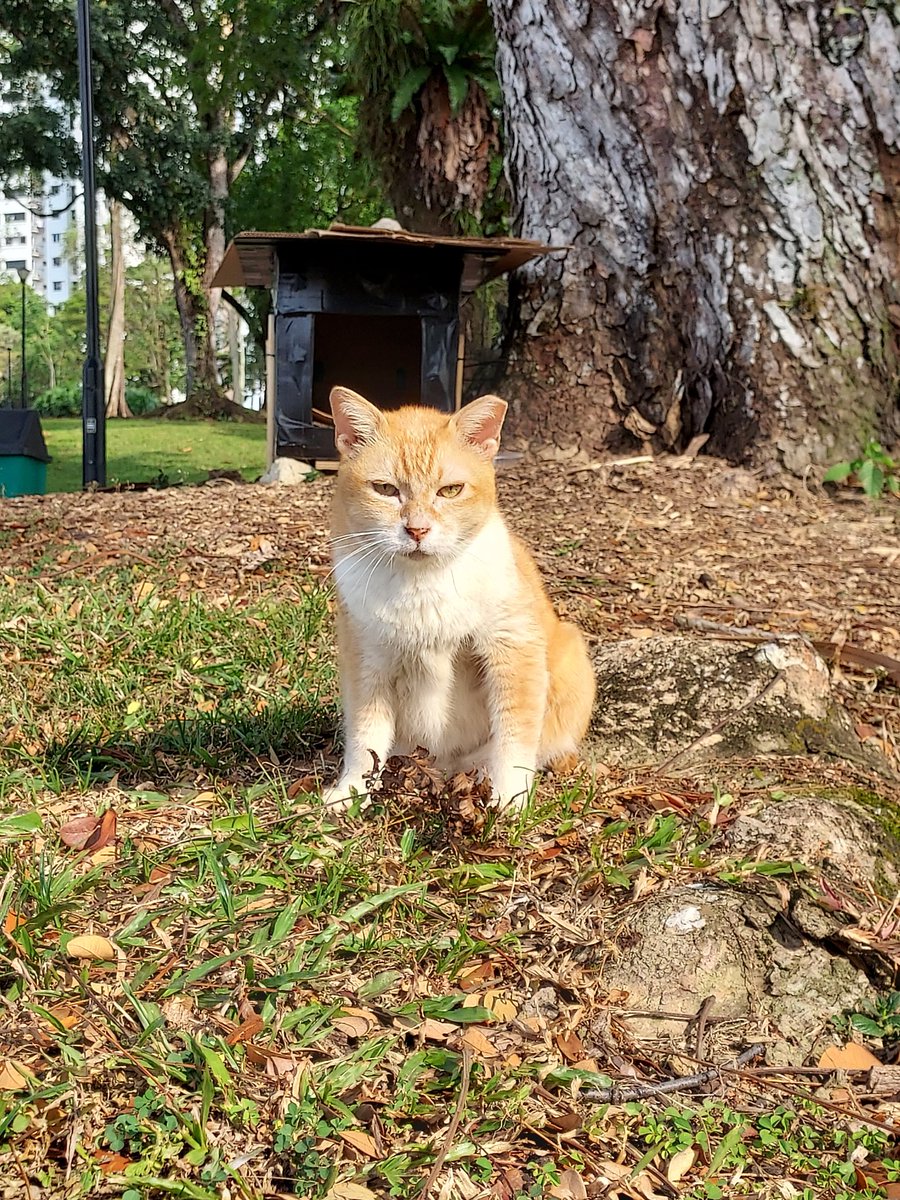 Community Cats tweet media