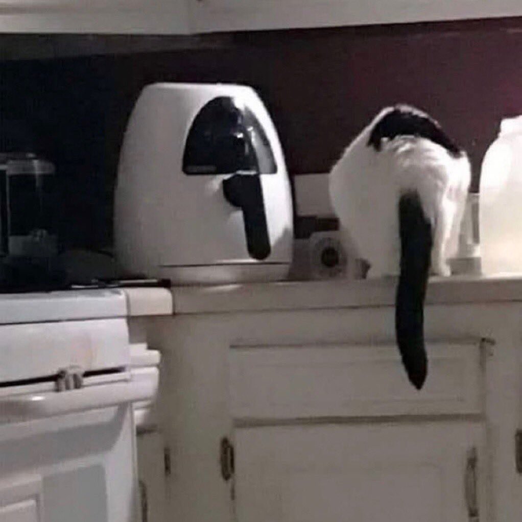 poorlycatdraw's tweet image. wow two air fryers