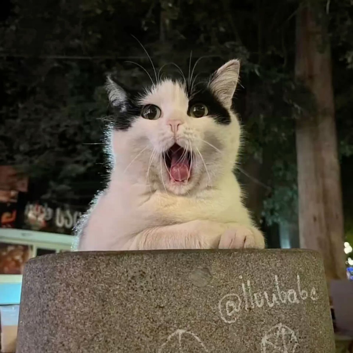 cat dad (@catdadeth) on Twitter photo 