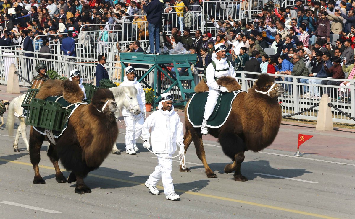 sidhant's tweet photo. Bactrian camel at India's Republic Day Parade. https://t.co/GwR9QFuajB