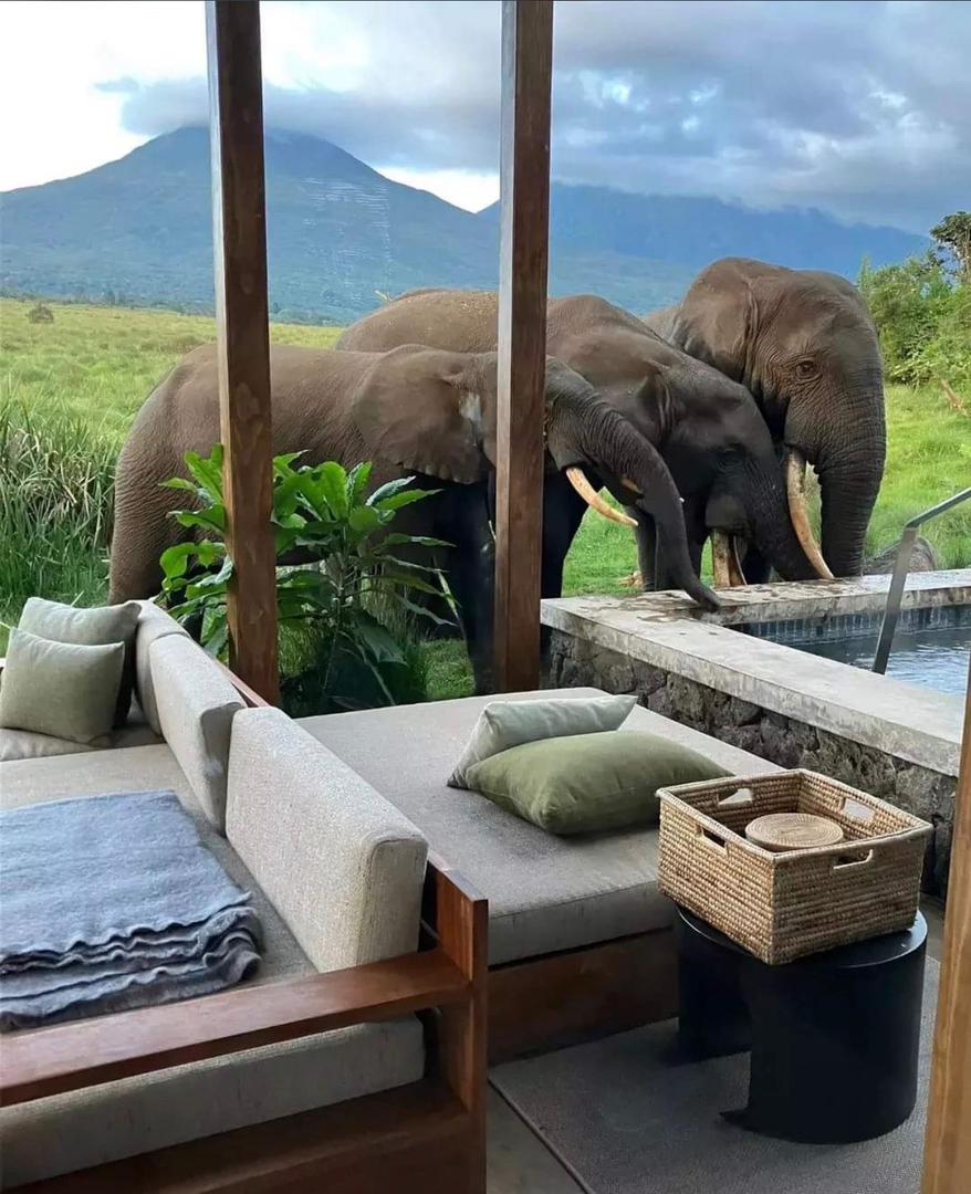 JungleRideSafar's tweet image. Happy Monday!
Are you looking for a memorable vacation to #Rwanda 🇷🇼 or #Uganda 🇺🇬? Feel free to drop us your inquiry to have best moments. #visitrwanda #visituganda #travel #honeymoon #JungleRideSafaris #gorillatrekking #couplegoals #booknow #naturelovers #safariadventure