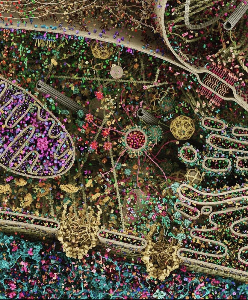 PhysInHistory's tweet image. This is the most detailed model of a human cell ever created, using data from X-ray, NMR, and cryoelectron microscopy.

‘Cellular landscape cross-section through a eukaryotic cell.’ - Evan Ingersoll &amp;amp; Gael McGill.