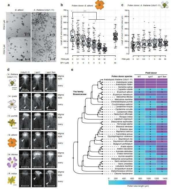 sci_plant's tweet photo. A pistil peptide toxin-pollen antidote system for reproductive barrier 

https://t.co/abhSqDyFUD 
♻️ https://t.co/XB6Ed8vgx8