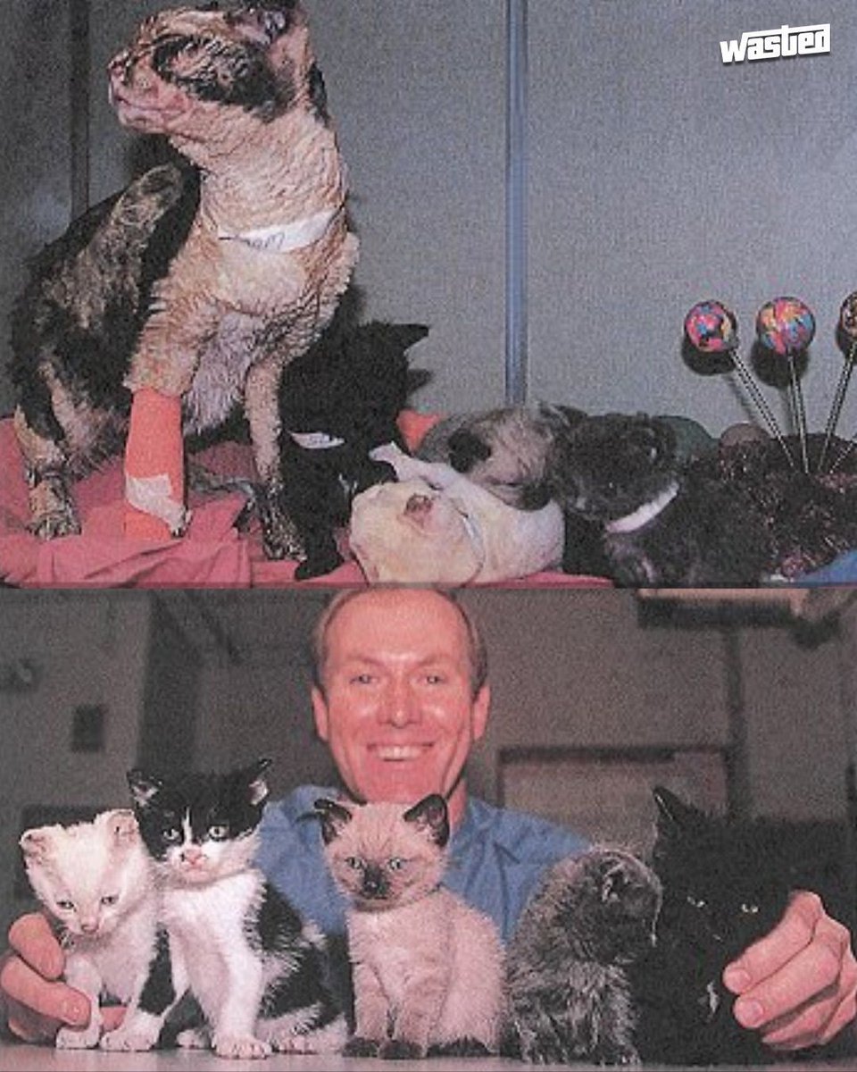 In 1996, a stray cat Scarlett bravely rescued her five kittens from a burning Brooklyn garage, suffering severe burns during multiple trips into the flames. After recovery, her story inspired books, awards, and an animal fund, with Scarlett and her kittens adopted.