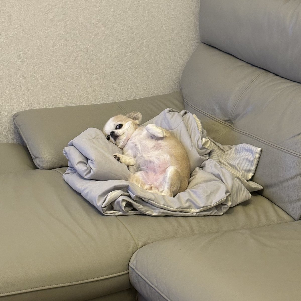 うめ(犬)親管理 (@chihuahua_ume) / Posts / X