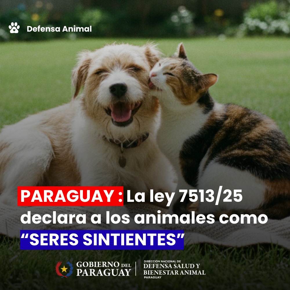 Hito Jurídico en Paraguay: La Ley 7513/25 entierra el concepto de los animales como "cosas” pasa a considerarlos como “seres sintientes”.

Paraguay ha dejado atrás una visión arcaica del derecho. Por primera vez en nuestra historia, con la promulgación de la ley 7513/25.