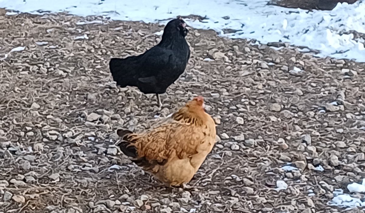 한파오기 직전 까망이 털이 다 났는데, 까망이가 젊어서 그런가 털을 거의 안 부풀리고 있다.
수컷꼬꼬: 뿌왁

어떤때에는 축구공처럼 둥글다고 한다... 저기서 더?