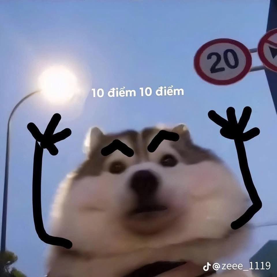 Cáo tweet media