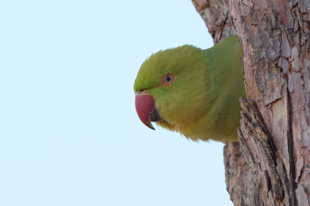 アル＠アルバトロス（アホウドリ） (@ahoudoridesign) / Posts / X