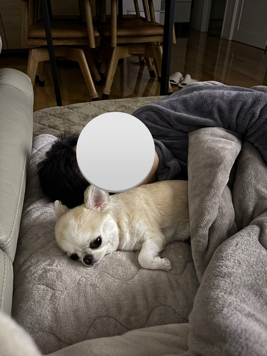 うめ(犬)親管理 (@chihuahua_ume) / Posts / X