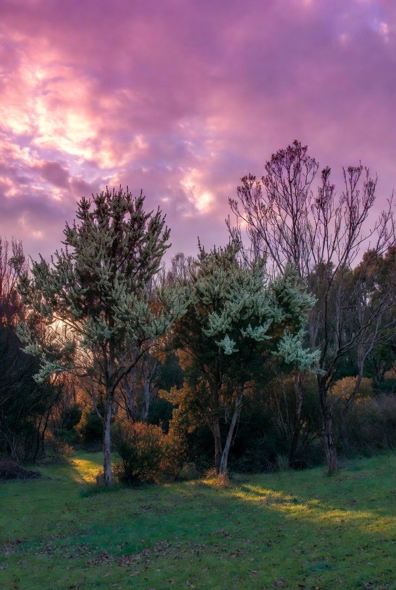 Owls Nest tweet media