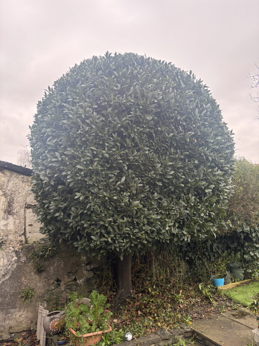 #HONESTMAN4HIRE tweet media