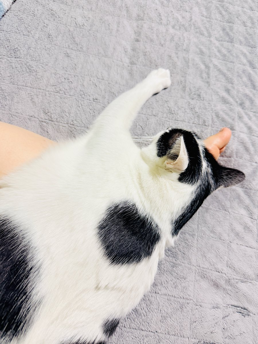 ohmir's tweet image. 나도 자야 되는데 고양이