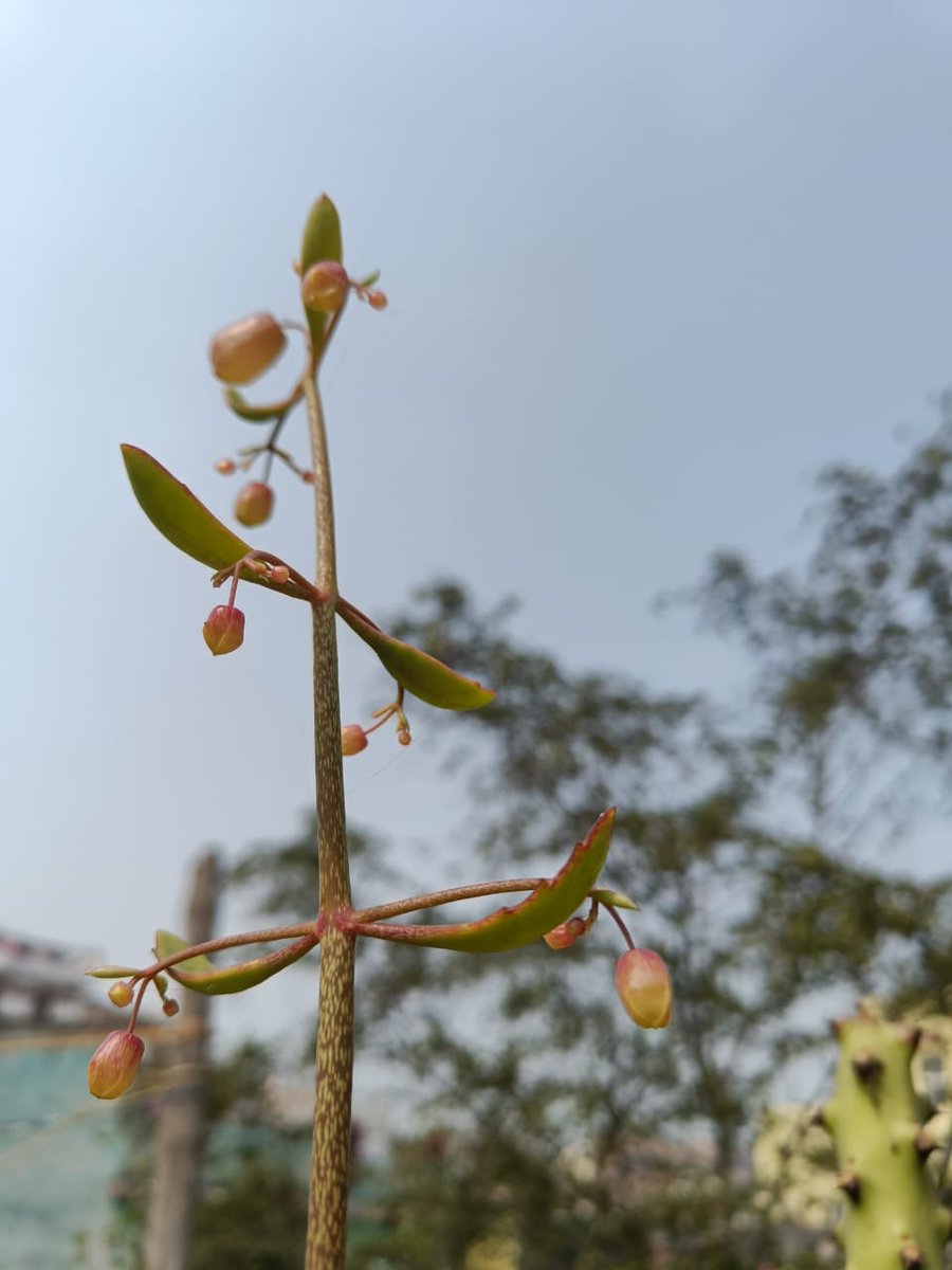 फूलों से सीखा है हमने मुस्कुराना,
कांटों के बीच रहकर भी खुशबू फैलाना,
मुश्किलें तो आएंगी हर कदम पर,
बस तुम अपनी सादगी कभी न गंवाना।♥️♥️