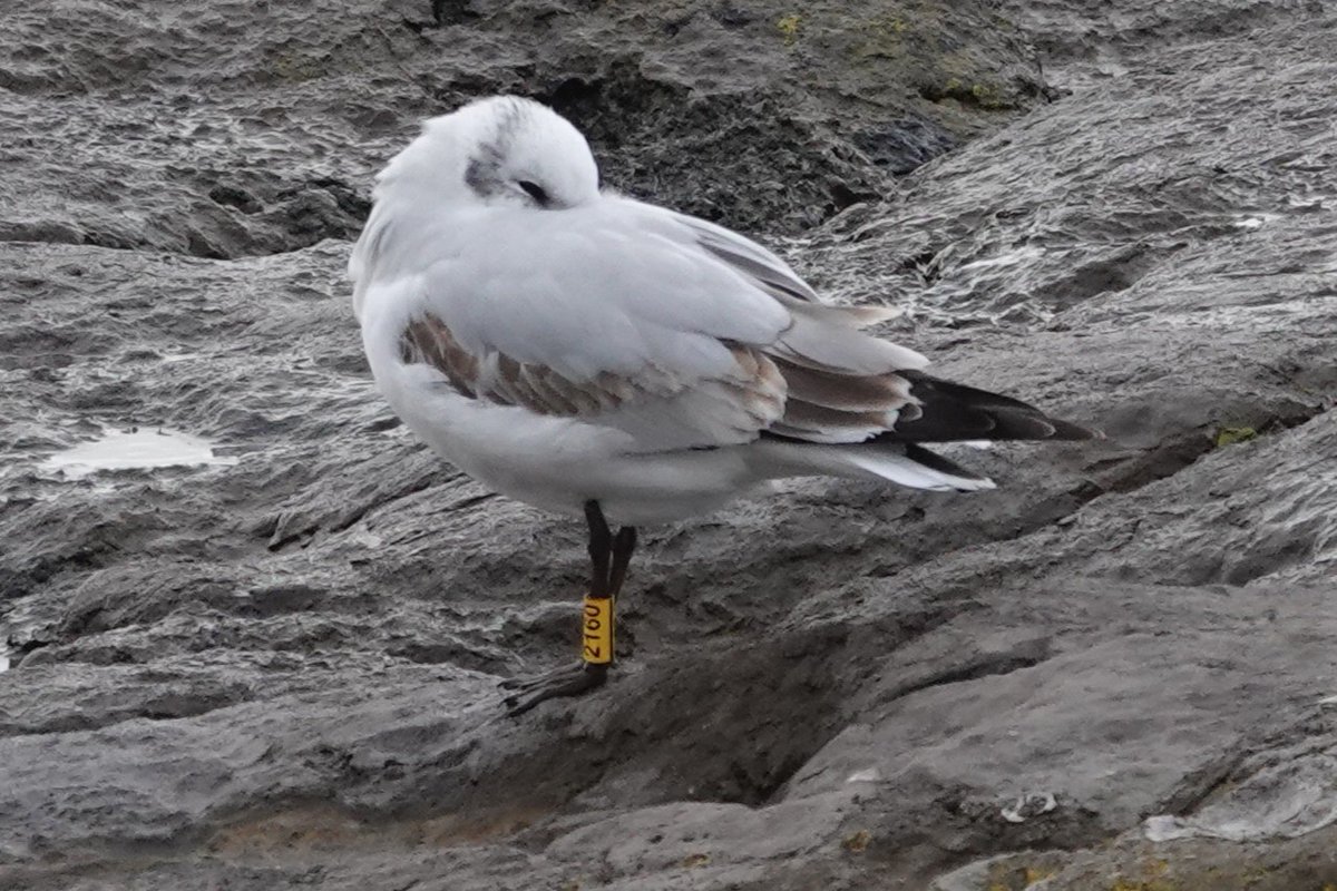 Steve Rosser tweet media