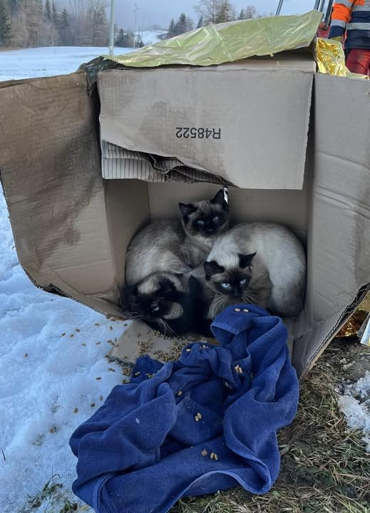 yolanda schultes tweet media