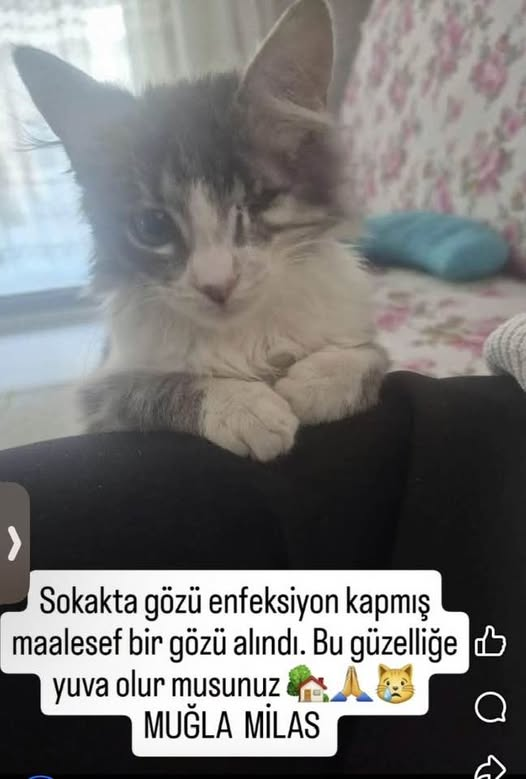 "ENGELLİ CANLARA ÖNCELİK..3.5 aylık dişi iç dış parazitleri yapıldı. ömürlük yuva arıyor 
MUĞLA  MİLAS  0543 722 83 72 facebook.com/photo/?fbid=10…