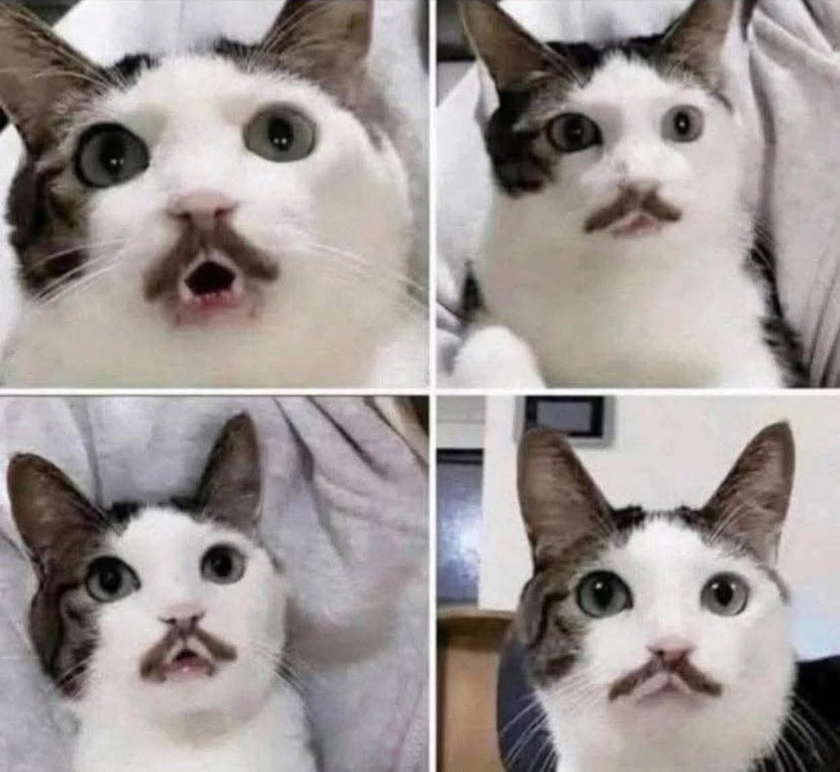 Johnny Cadillac tweet media