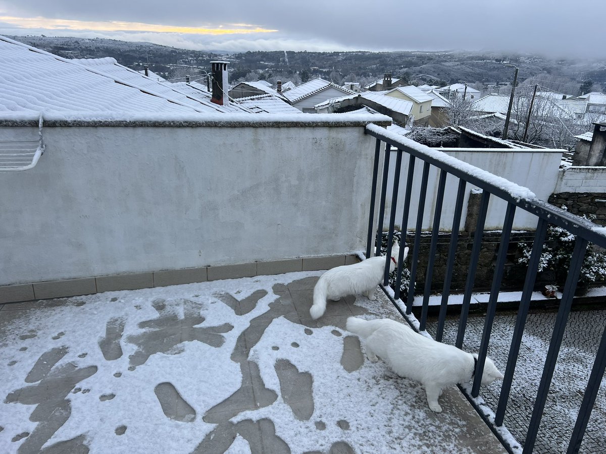 CataFonsecaS's tweet photo. @nerissaemy_520 Our kitties love it! ❄️🌨️🏔️ https://t.co/axK8Qx3a8e