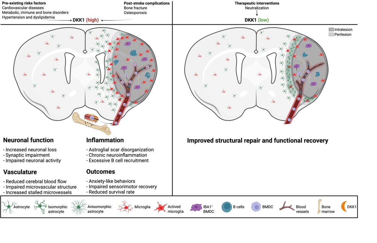 ElaliAyman's tweet photo. Very delighted to share the most recent publication from my lab outlining a novel mechanism linking bone marrow response to brain injury in cerebrovascular diseases.

Dickkopf-1 release by the bone marrow upon ischemic stroke bridges neu... https://t.co/ILsmb1B8Uu https://t.co/qZhj3jHC2V