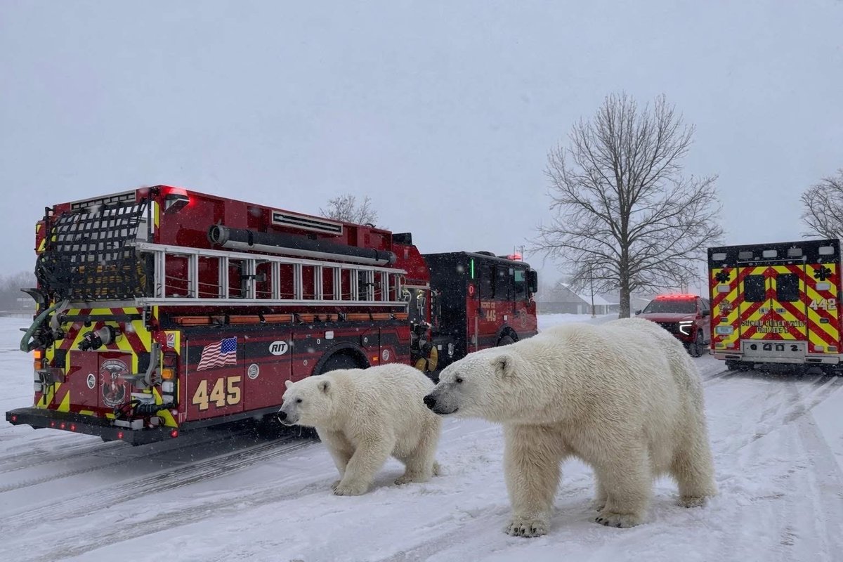 kbtechnology's tweet image. 10:26 - We got an image of some of the crews working on 70. We thought they were just wild bears but it turns out the smaller bear is a probie and the bigger bear is the Battalion Chief.

I requested there be more pressure on the red line and he tried to eat me…