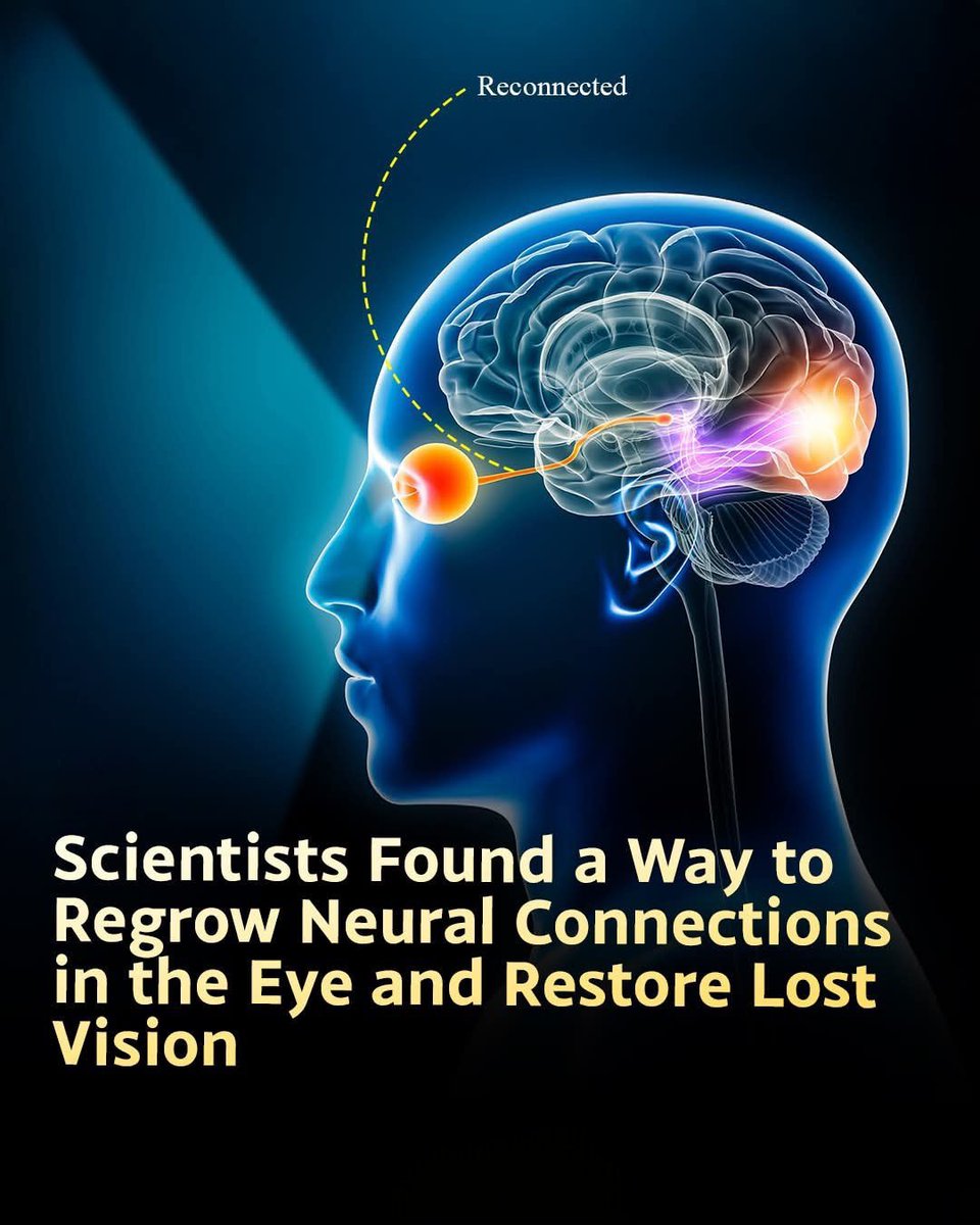 Blindness was once considered permanent. Not anymore.

Scientists helped living eye cells grow new branches and reconnect with the brain. When those links came back, the eye and brain started talking again.

This discovery shows that losing vision may not always be permanent. The