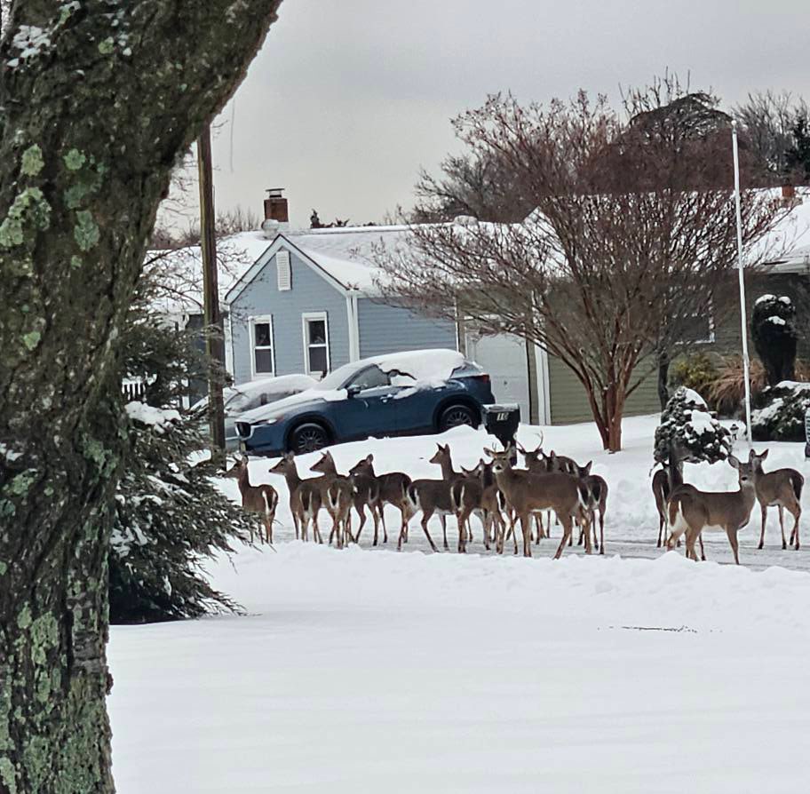 🦌❄️ After a snowstorm blanketed the area, a large herd of deer was spotted calmly walking through a Holiday City neighborhood — a surreal, postcard-perfect scene that left residents stunned. Nature always finds a way. No, NOT AI! 
📸 Photo credit: Grace L. Dunning Fiorilli