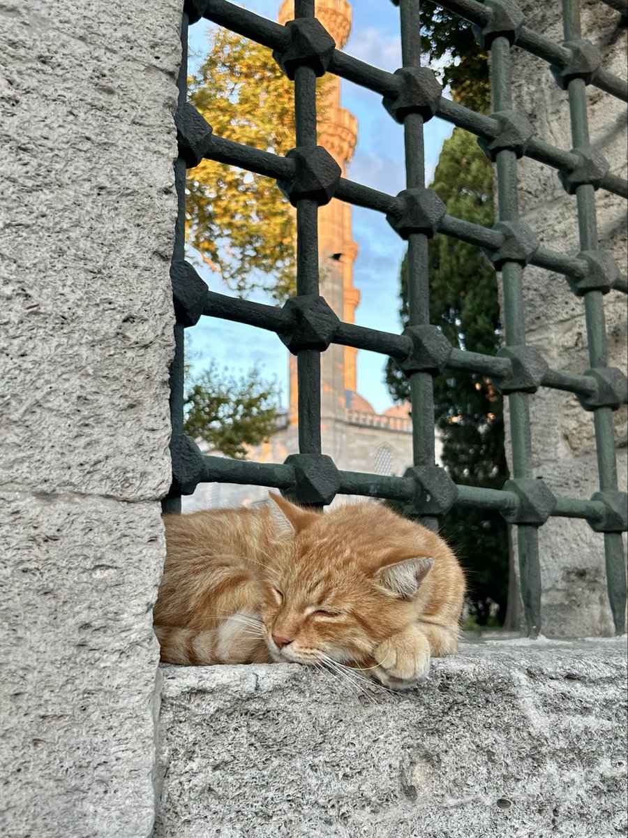 さとう tweet media