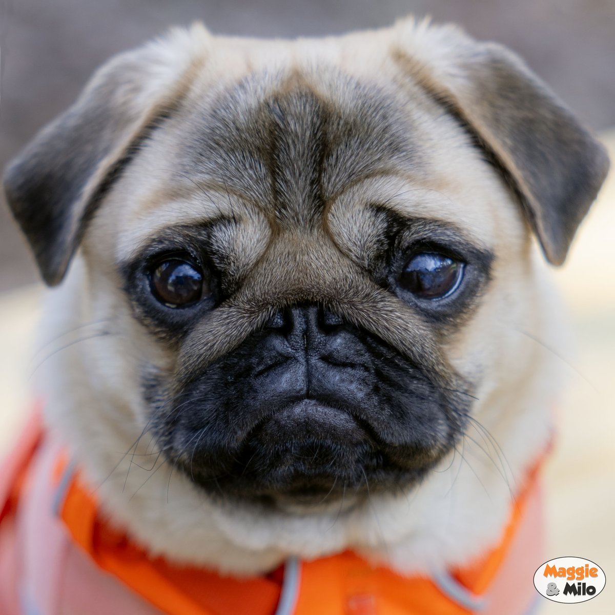 Maggie & Milo the Pugs (@MinnieMaxPugs) / Posts / X