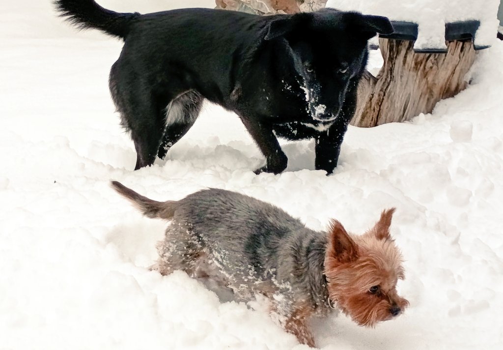 Schneehunde im Garten
