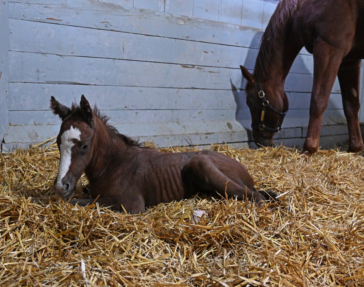 Gainesway's tweet photo. ⚡️Fully Charged⚡️
A beautiful #ChargeIt filly out of Experimental arrived early this morning, already making her mama proud 💛 #FirstFoals https://t.co/hCKbufnLFB