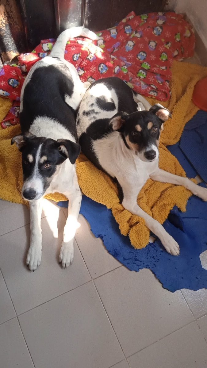 Ambas siempre juntas por las calles buscando alimento , ahora en resguardo y Esterilizadas están  listas para marchar a 1 🏡 donde las reciban con mucho cariño , Convido a algún buen❤️pregunte por ellas Se les termina la pensión y no tendran dónde ir 😔 Ambas aún cachorras . CDMX