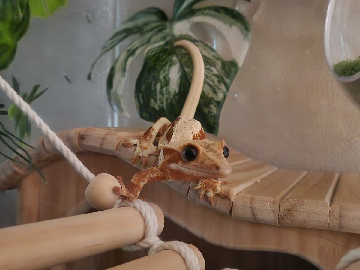 기여운 울집 야기랑 꽤 닮믐. ㅜㅠ 아이 귀여워...