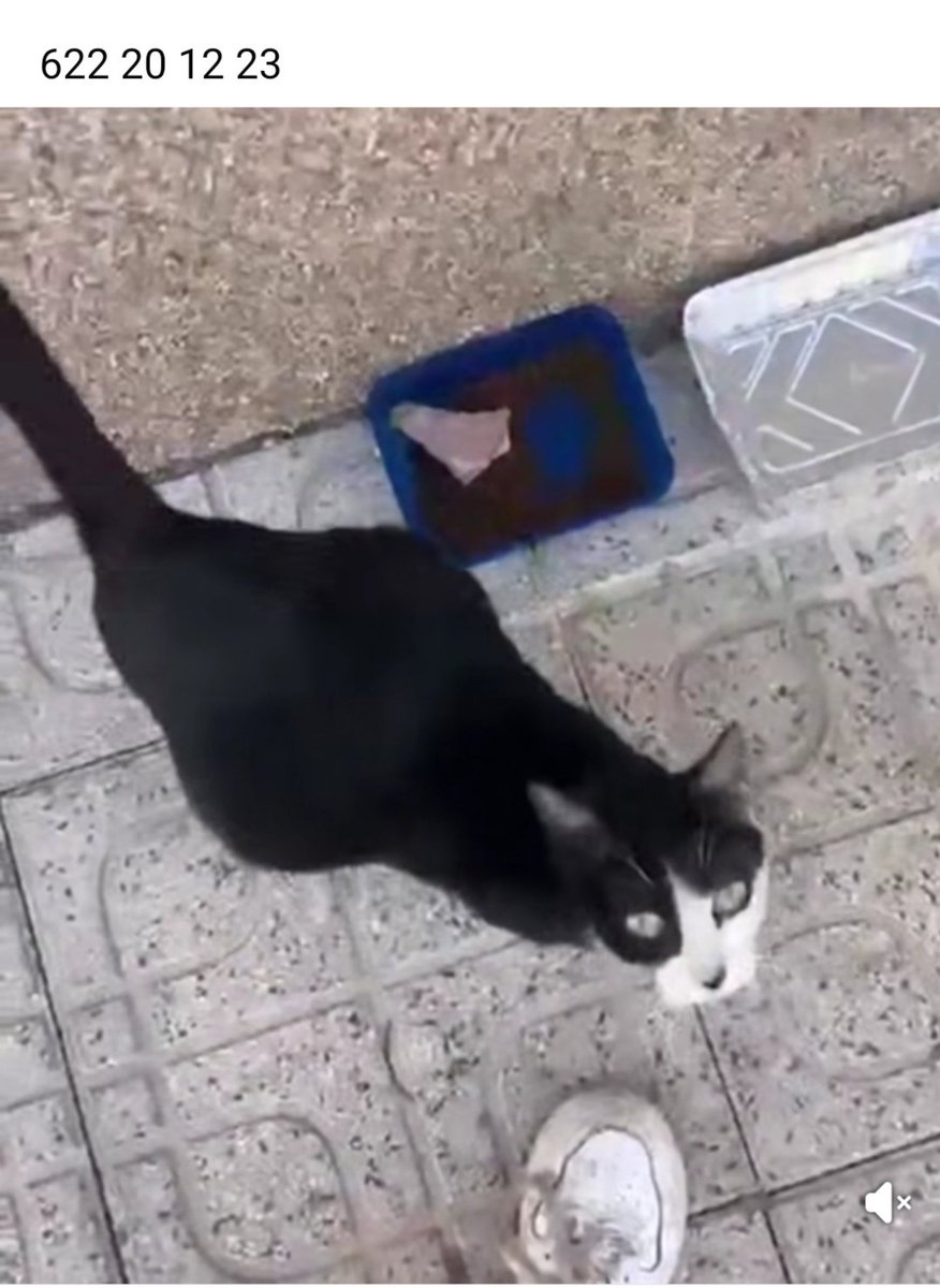 SOS 🆘 🆘 SOOOS 😥
Esa carita está pidiendo AYUDA. 
Va a parir en la calle
Es ♥️ muy buena 🥺
#Murcia

ESTÁ A PUNTO 👇😭
Casera, preñada y en la calle. No puede correr más peligro.
x.com/i/status/20157…