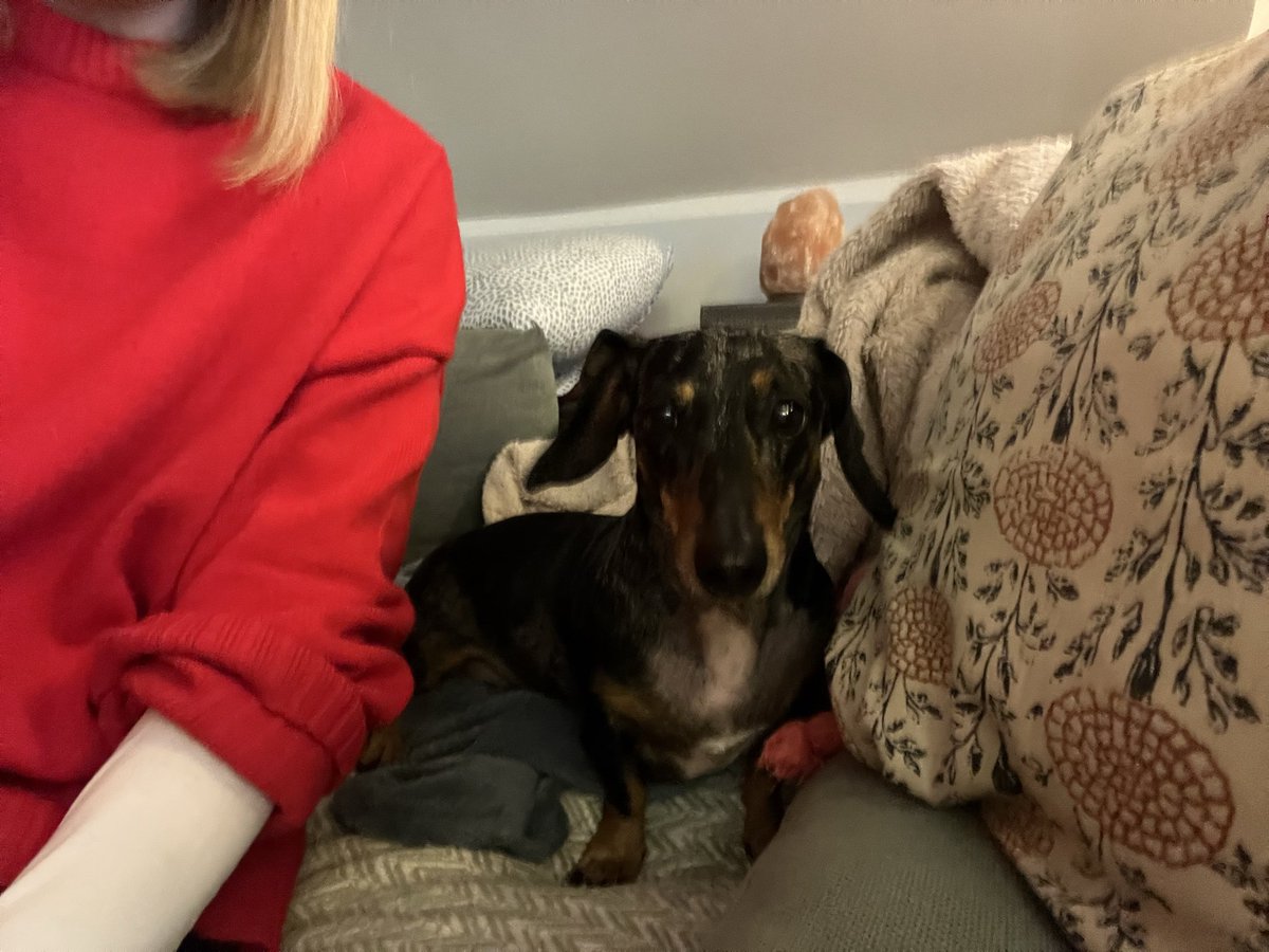 mudlica's tweet image. To nije pas, to je prilepak.