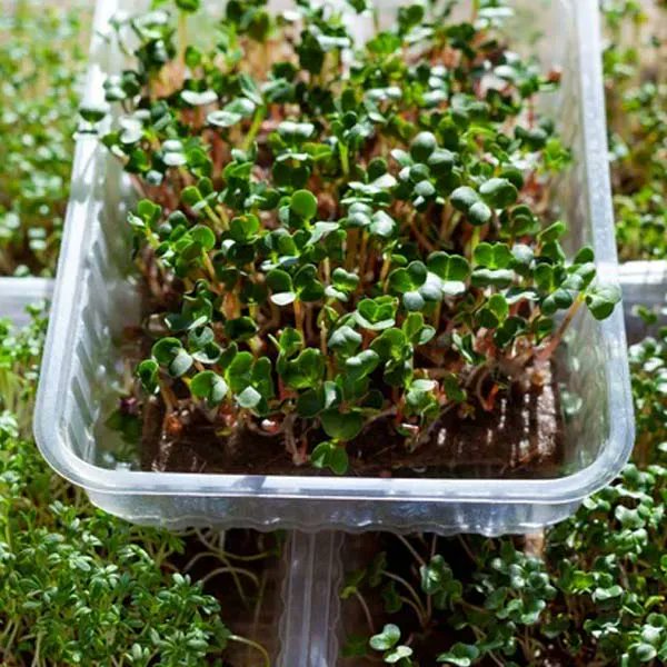 Pasquesis's tweet image. Grow your own! Microgreens can give you a boost of energy on sandwiches, salads or added to a smoothie. 'Botanical Interests' seeds... available now... watercress, basil &amp;amp; many others. pasquesi.com/nutrition-pack… #microgreens #HealthyHabits #vitamins #Seeds